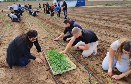 בצל המלחמה: תלמידי התיכונים מתנדבים בחקלאות