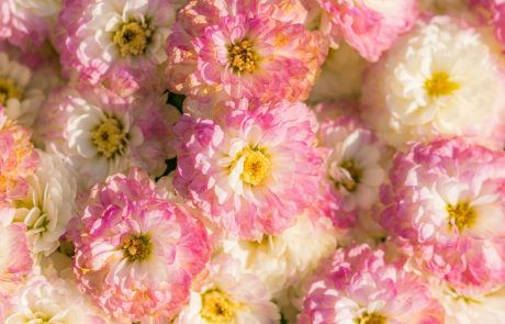איך בוחרים משלוח פרחים למי שמבין בפרחים