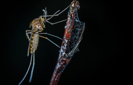 מה חשוב לדעת לפני שניגשים לקנות קוטל נגד יתושים?
