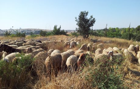 הכבשים מכות שנית: עדר של מאות כבשים כבש את מודיעין מכבים רעות