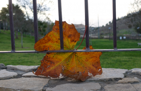 במסגרת שבוע טבע עירוני: תחרות צילום לילדים ונוער